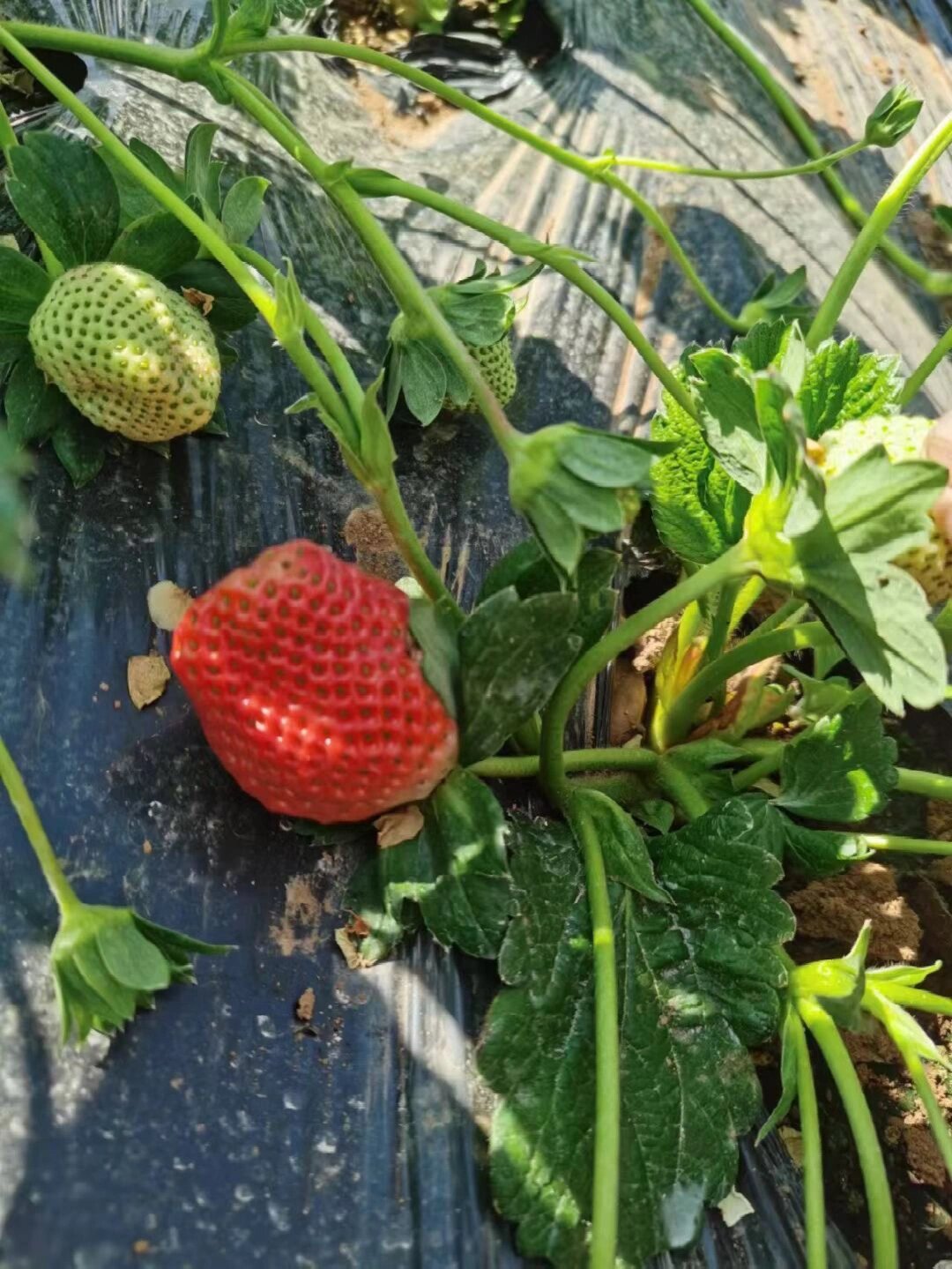 大凉山德昌露天冬草莓 德昌草莓,四川省凉山彝族自治州德昌县特产
