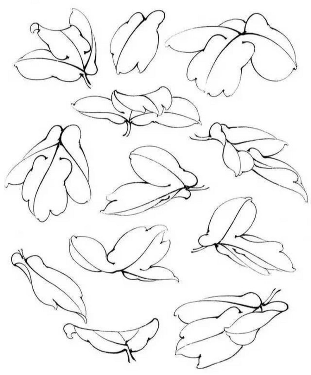 牡丹叶子几种造型及完整牡丹上色步骤 第一,二幅图:白描叶子画法与