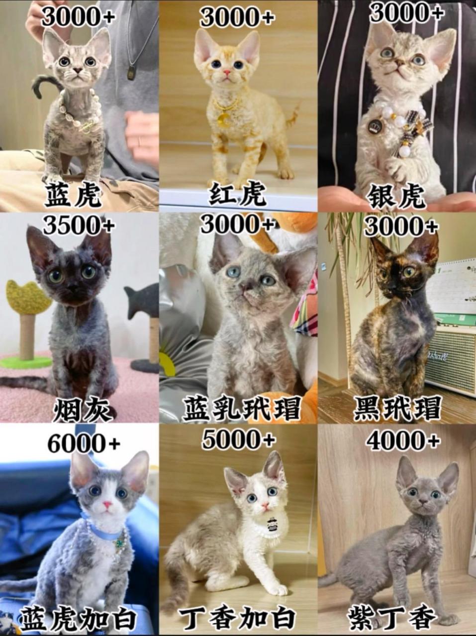 德文卷毛猫好养吗图片