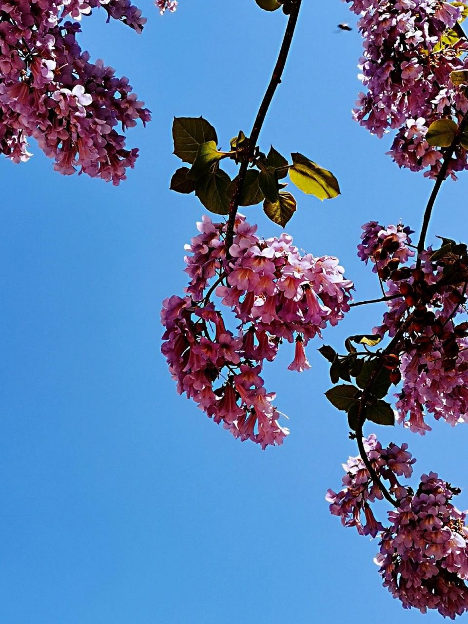 梧桐(泡桐)花高清图片 年少是夕阳,张扬的弥漫天边,青春是黄昏,落幕中