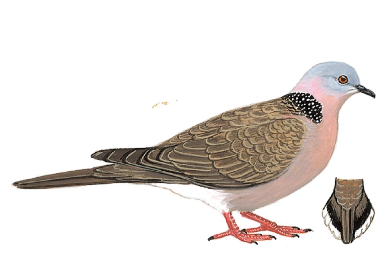 恶鸟记——珠颈斑鸠
