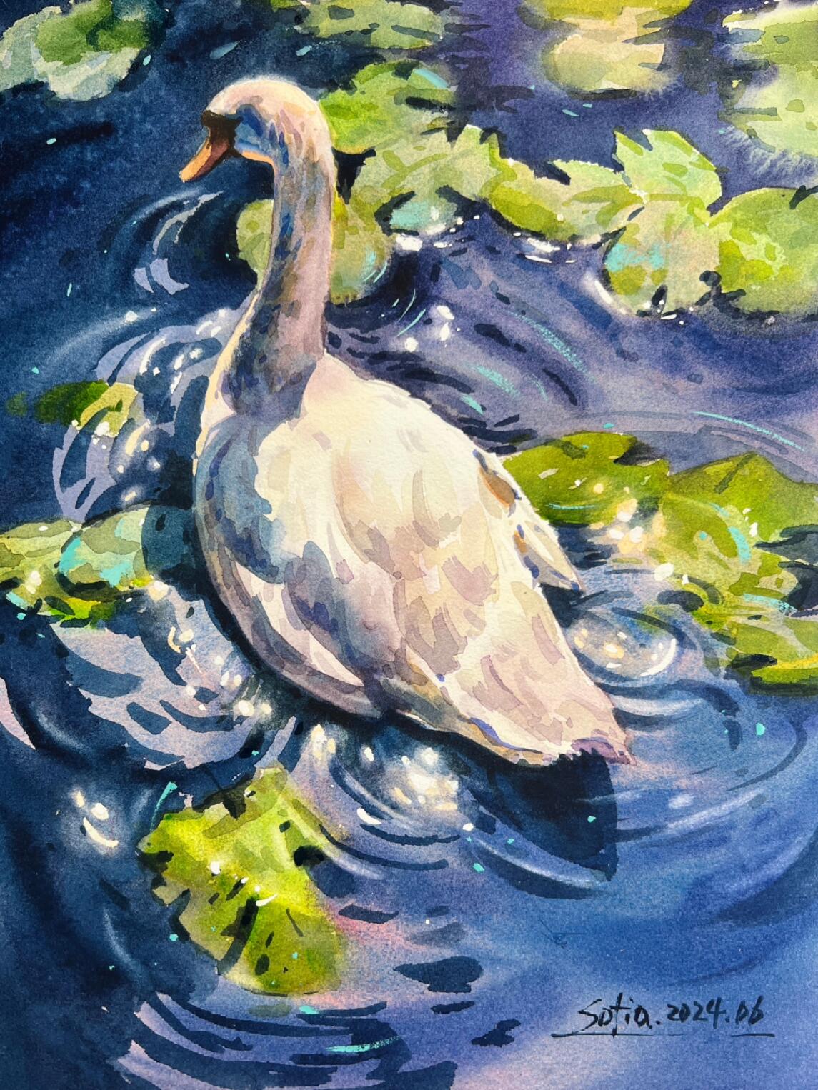 夏日清凉天鹅🦢附线稿