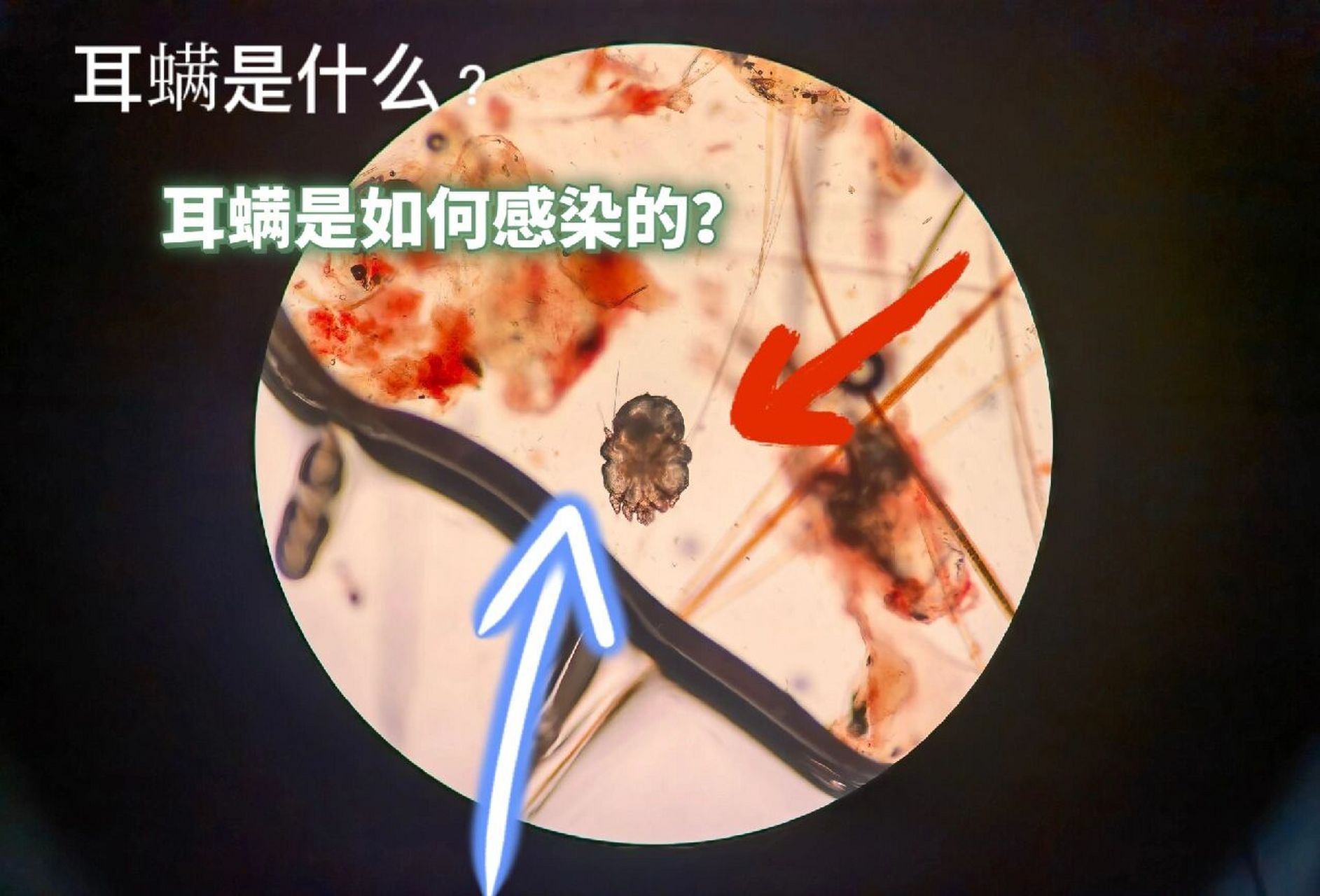 养幼猫指南科普 之" 耳螨"     166耳螨(学名:耳痒螨) 73是犬和猫