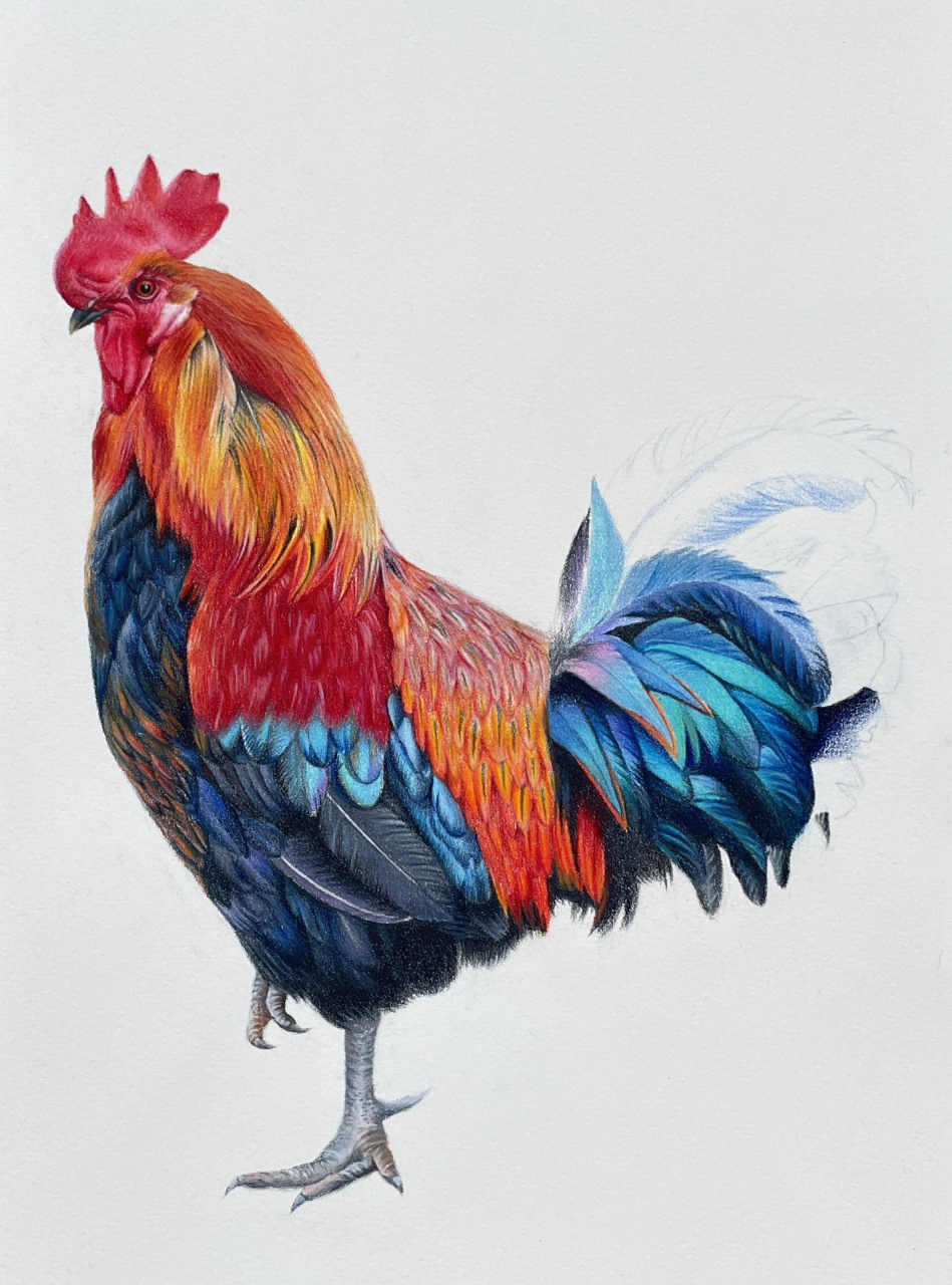 彩铅画大公鸡,大鸡大利hong运当头,画好了