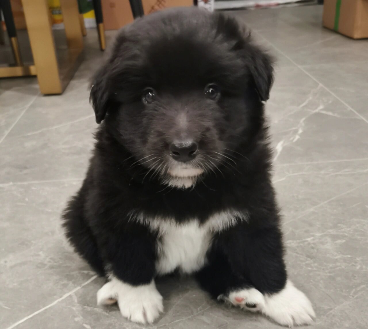 边牧阿拉斯加串串