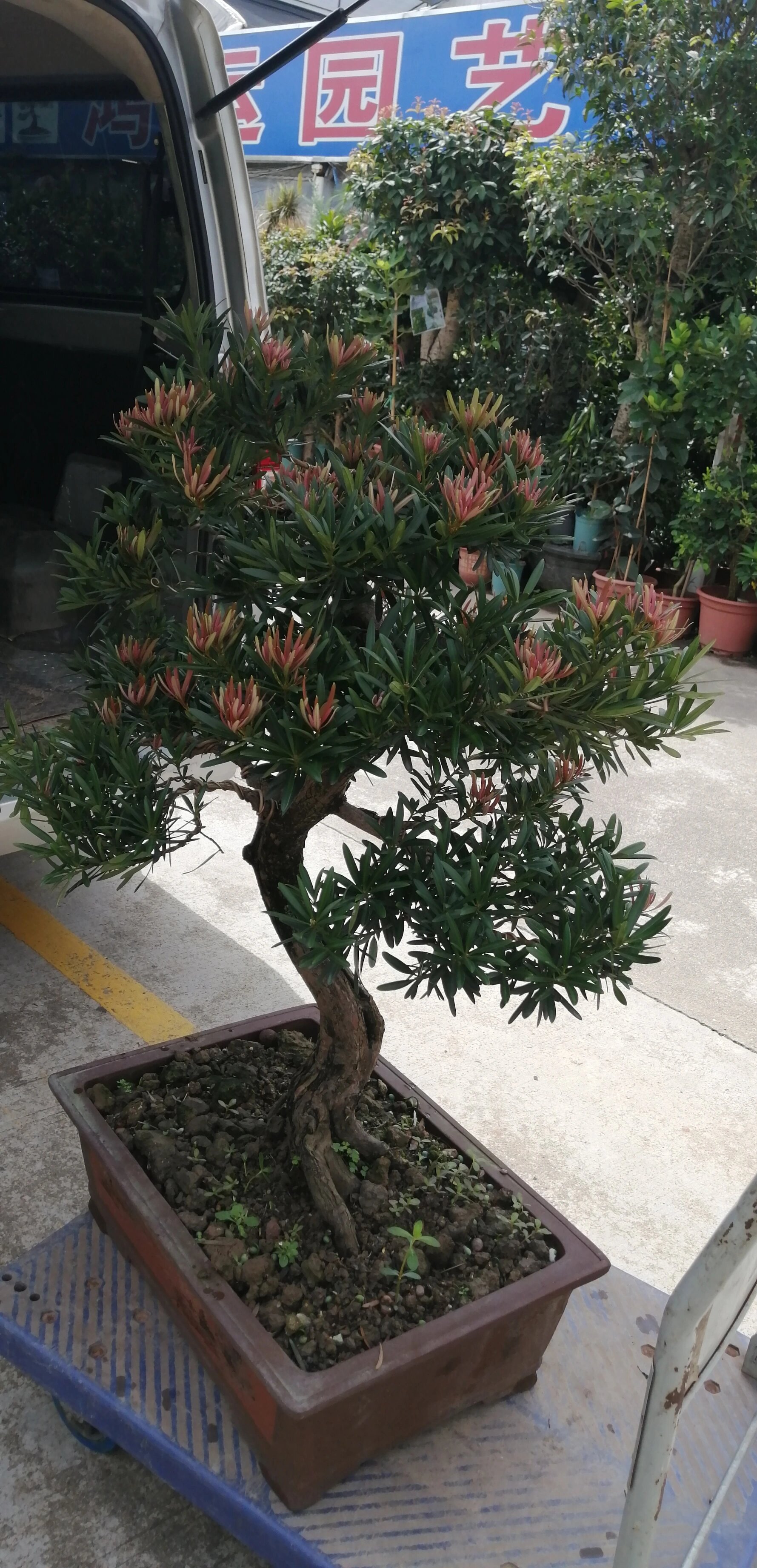 海岛造型红芽罗汉松,一眼就相中入豪门