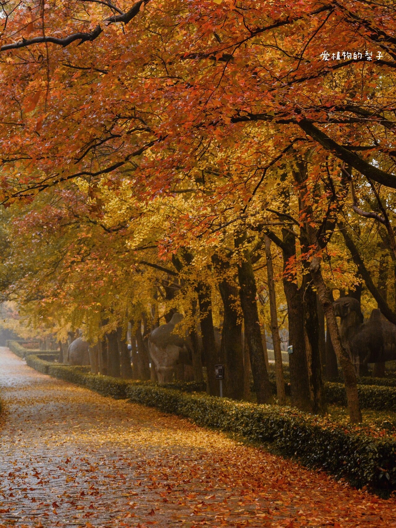 南京明孝陵神道,石象路最美600米