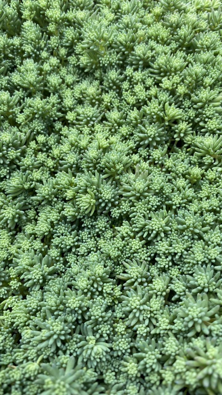 中华景天(薄雪万年草)金叶佛甲草金莎蔓