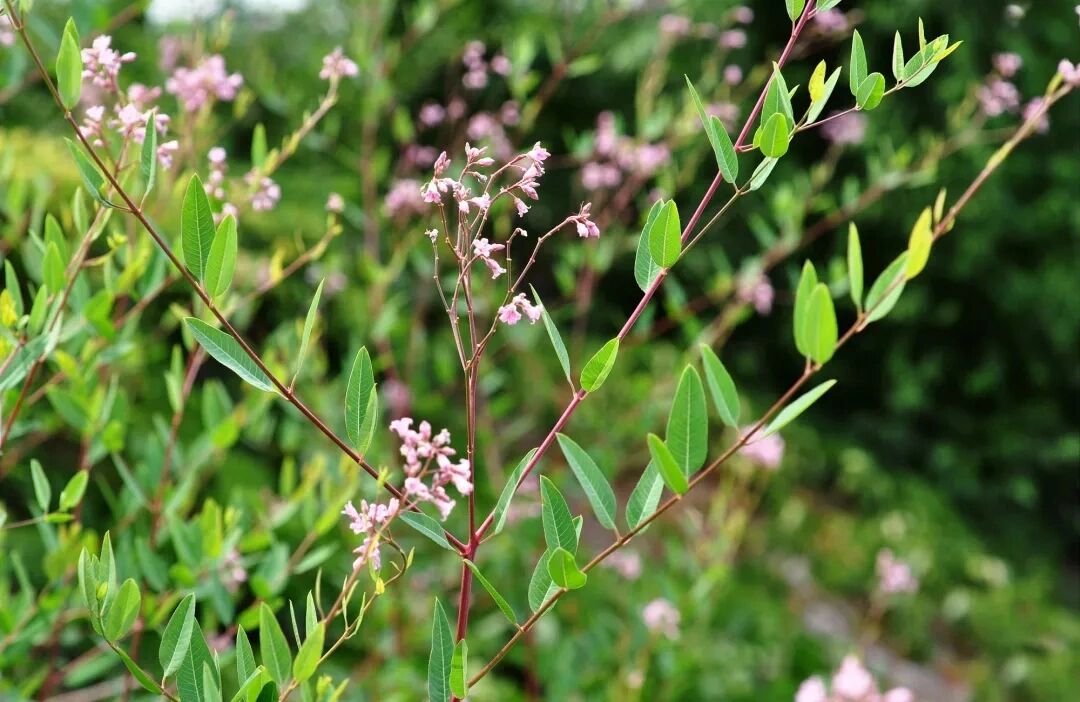 "罗布麻" 罗布麻又名红麻,茶叶花,野麻,女儿茶,泽漆麻等.