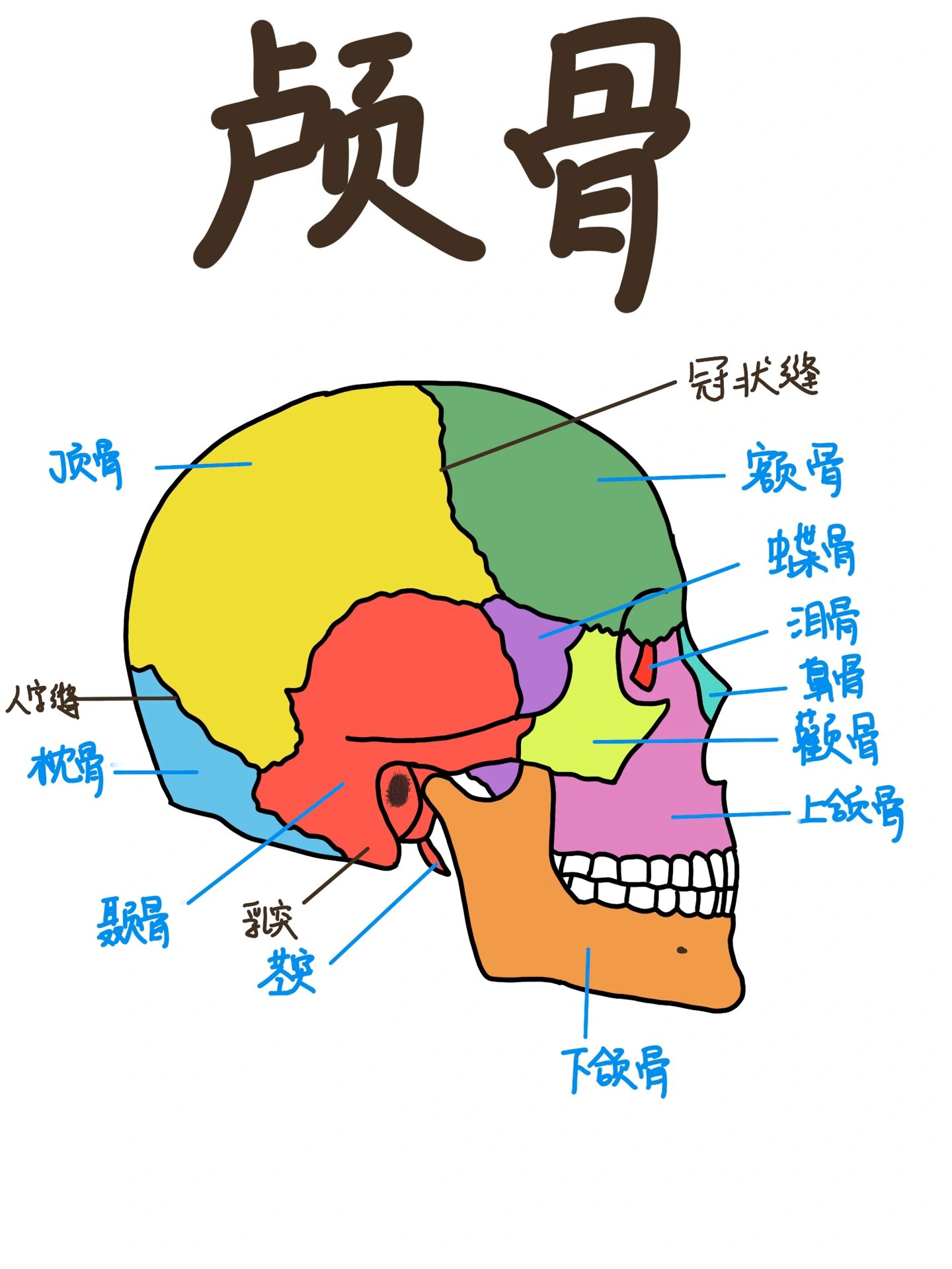 侧面观 🌟后方的乳突还有颧弓都是可以在体表触及到的 🌟人字缝是