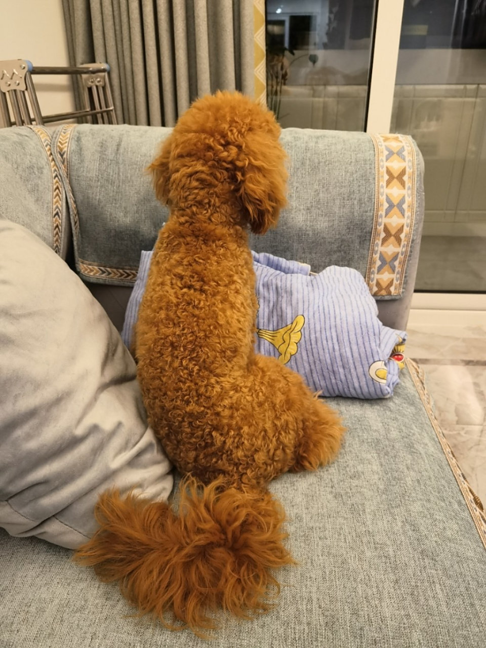 未断尾泰迪的尾巴造型 养了9个月的小尾巴没剪后也是漂漂亮亮的