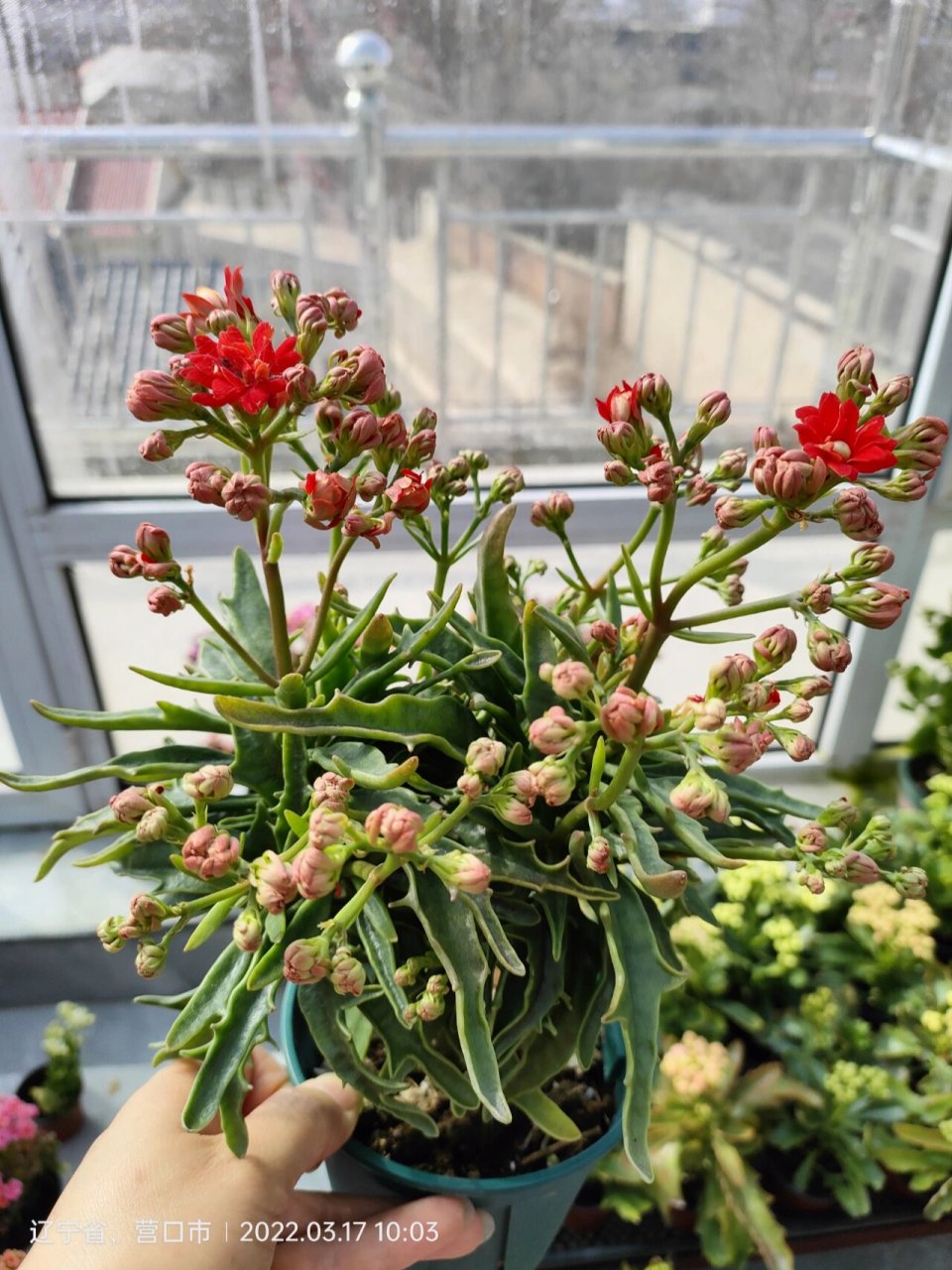 长寿花鹿角系列 当初和花友入了5色 结果橙色错版了 对版对品种控来说