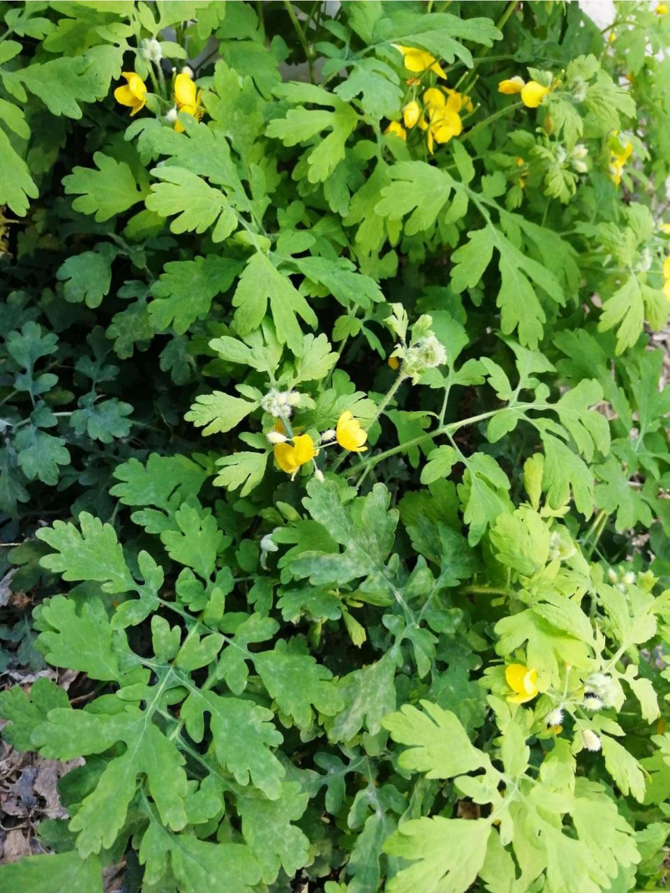 每日认识一味中药——黄连 【药用部位】毛茛科植物黄连,三角叶黄连或