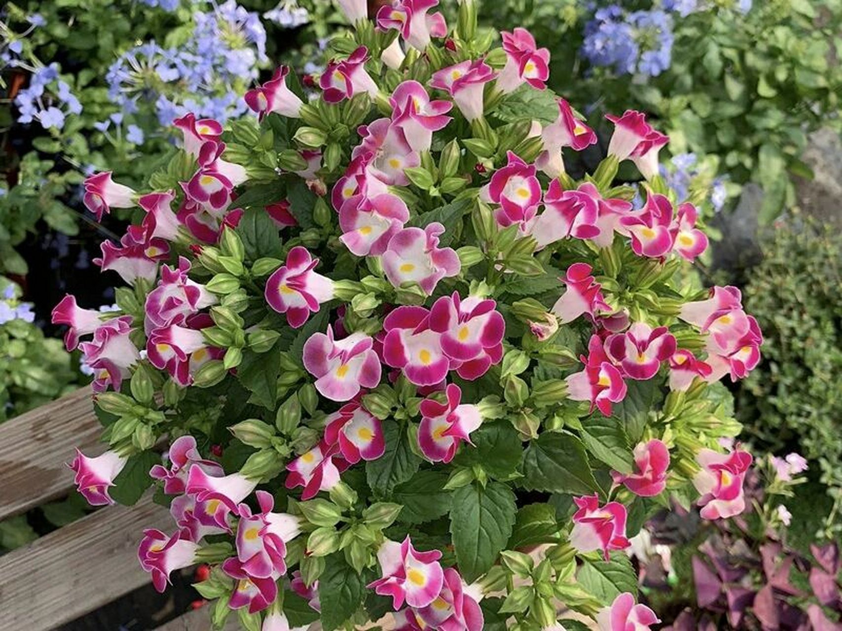 夏堇|夏天开花   所以被称之为夏堇 形态:株高15—30厘米,株形整齐而