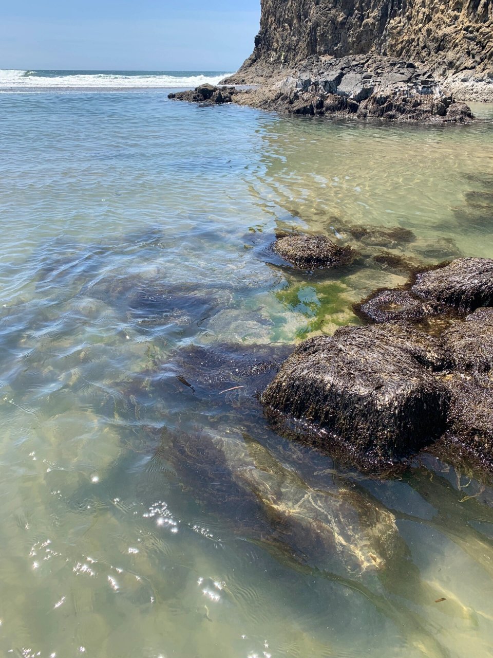 野生紫菜 紫菜吃得多,但是第一次看到原来在海里是长这样的第一次亲手