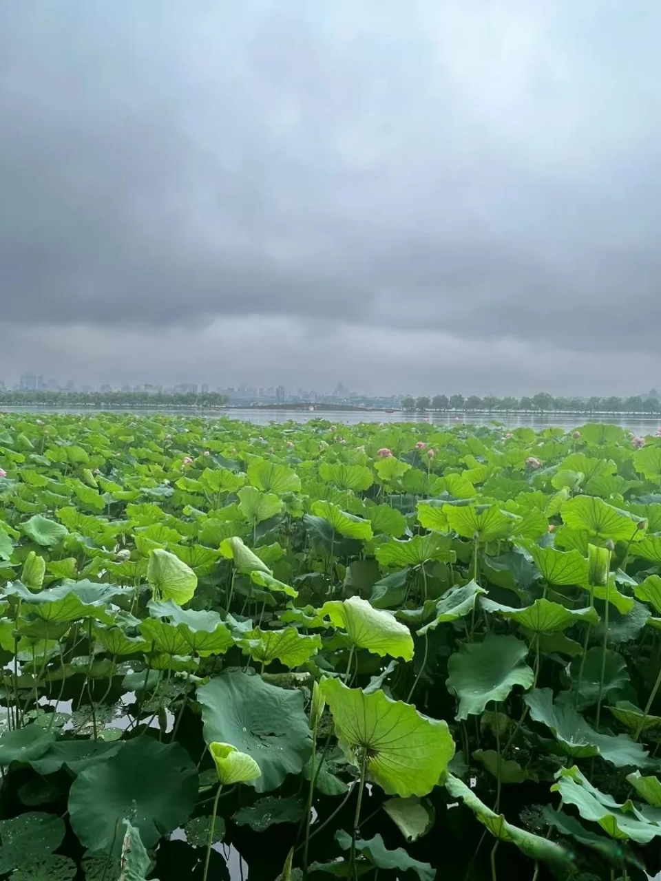 荷塘月色,静待你的到来.随手拍秋日荷花 随拍荷花风景