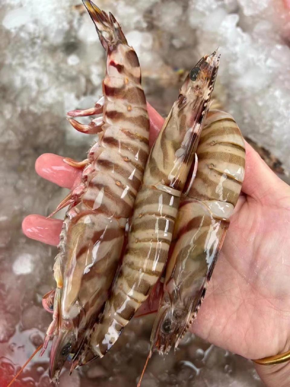 野生斑节虾|也叫竹节虾 九节虾 优良品种,深海野生竹节虾 营养丰富