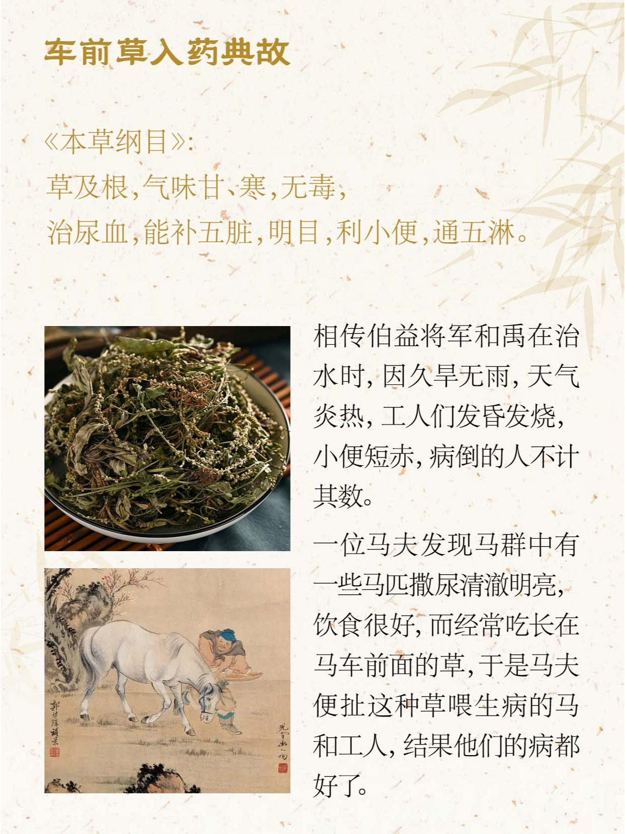 车前草食用方法 功效图片