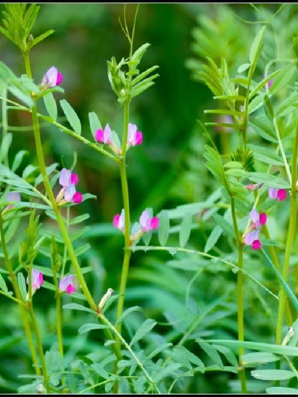 是豆科,野豌豆属一年生或二年生草本植物 叶轴顶端卷须;托叶戟形,小