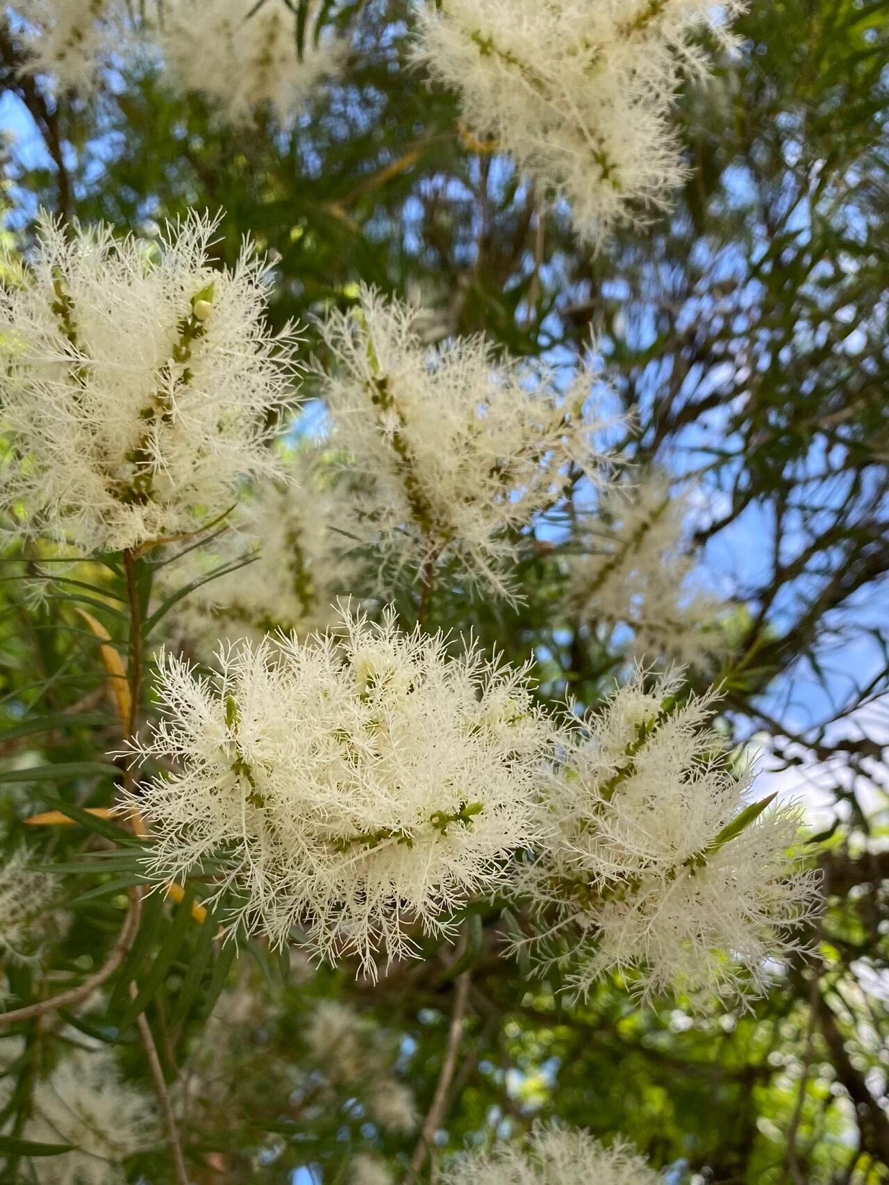 白千层花语图片