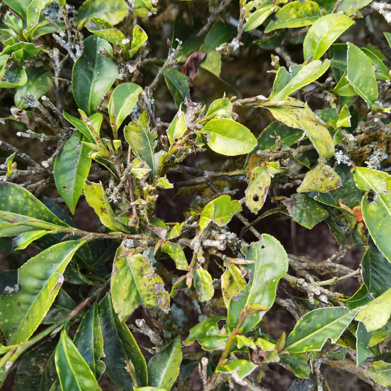 有机普洱茶病虫害防治的秘诀 有机普洱茶从茶树生长到采摘加工,最为