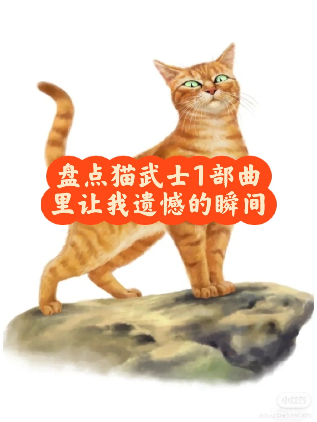 猫武士深灰图片