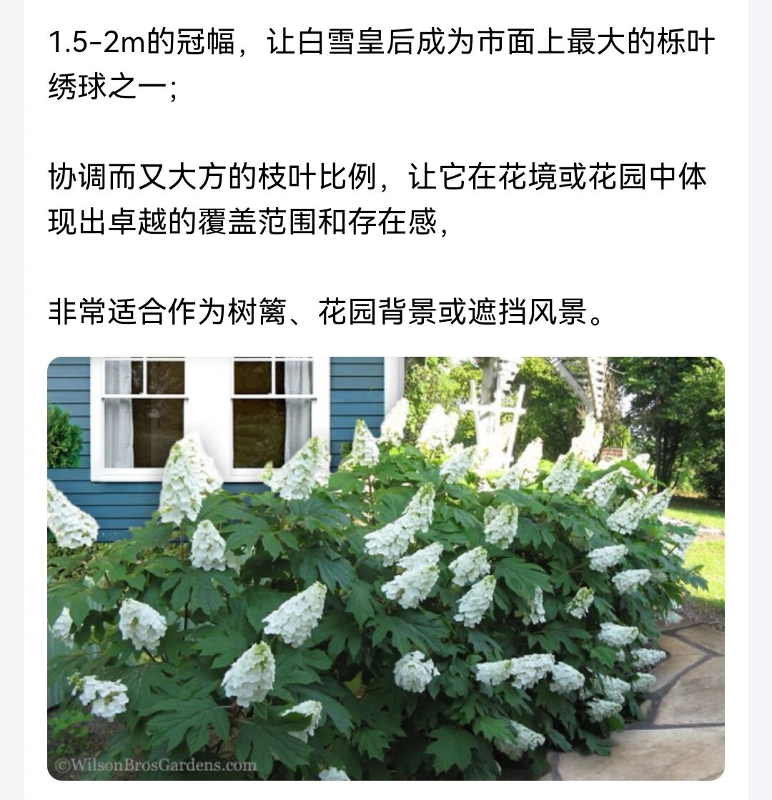 【今日推荐】栎叶绣球"白雪皇后" 【栎叶绣球清仓】1加仑栎叶绣球"