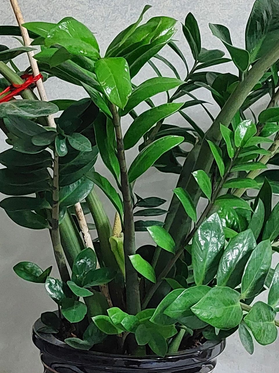 金钱树开花 惊喜一   养了十几年的金钱树悄无声