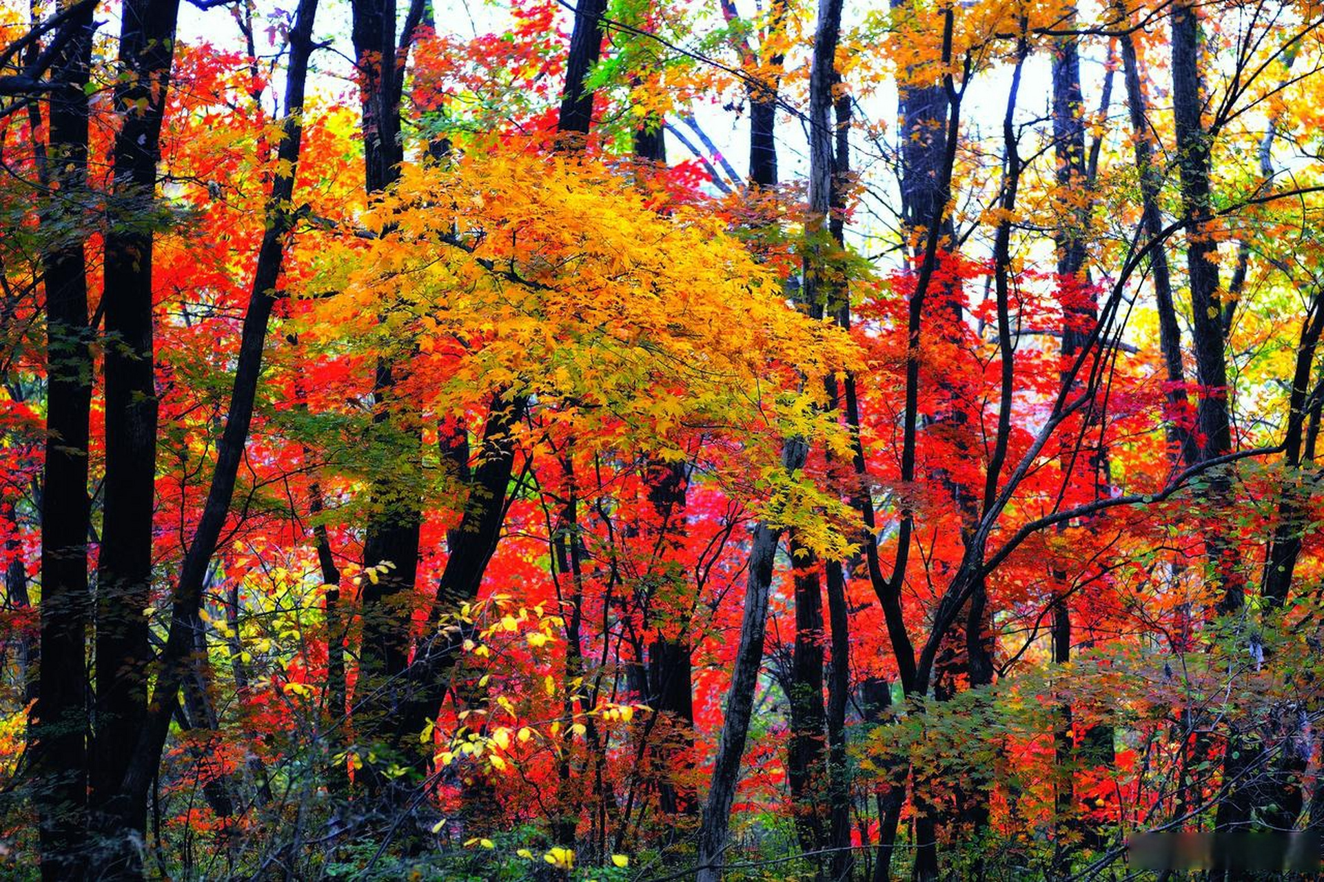 吉林通化,集安五女峰秋色.