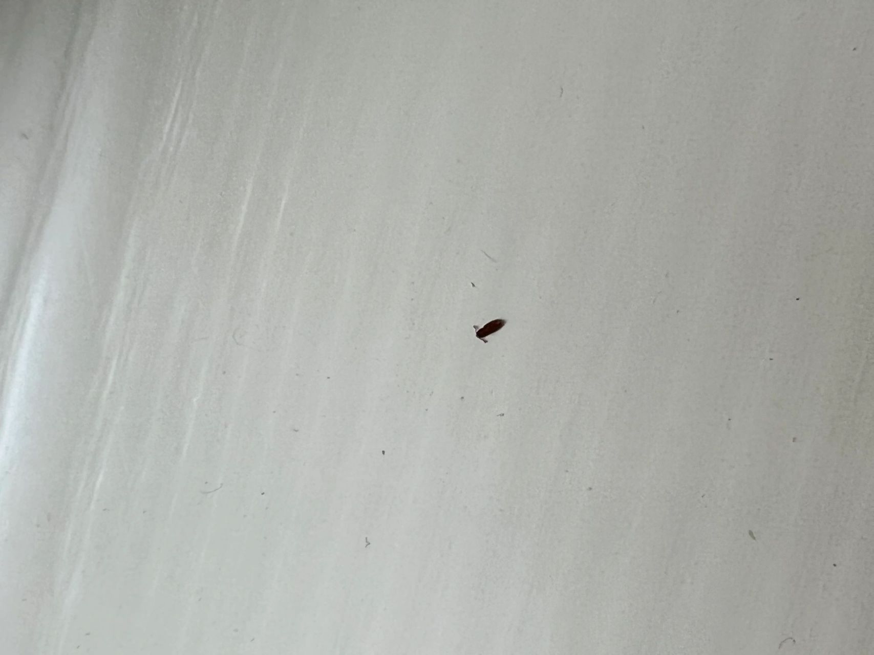 褐色的小飞虫.杀了好几次虫了.一直都还有