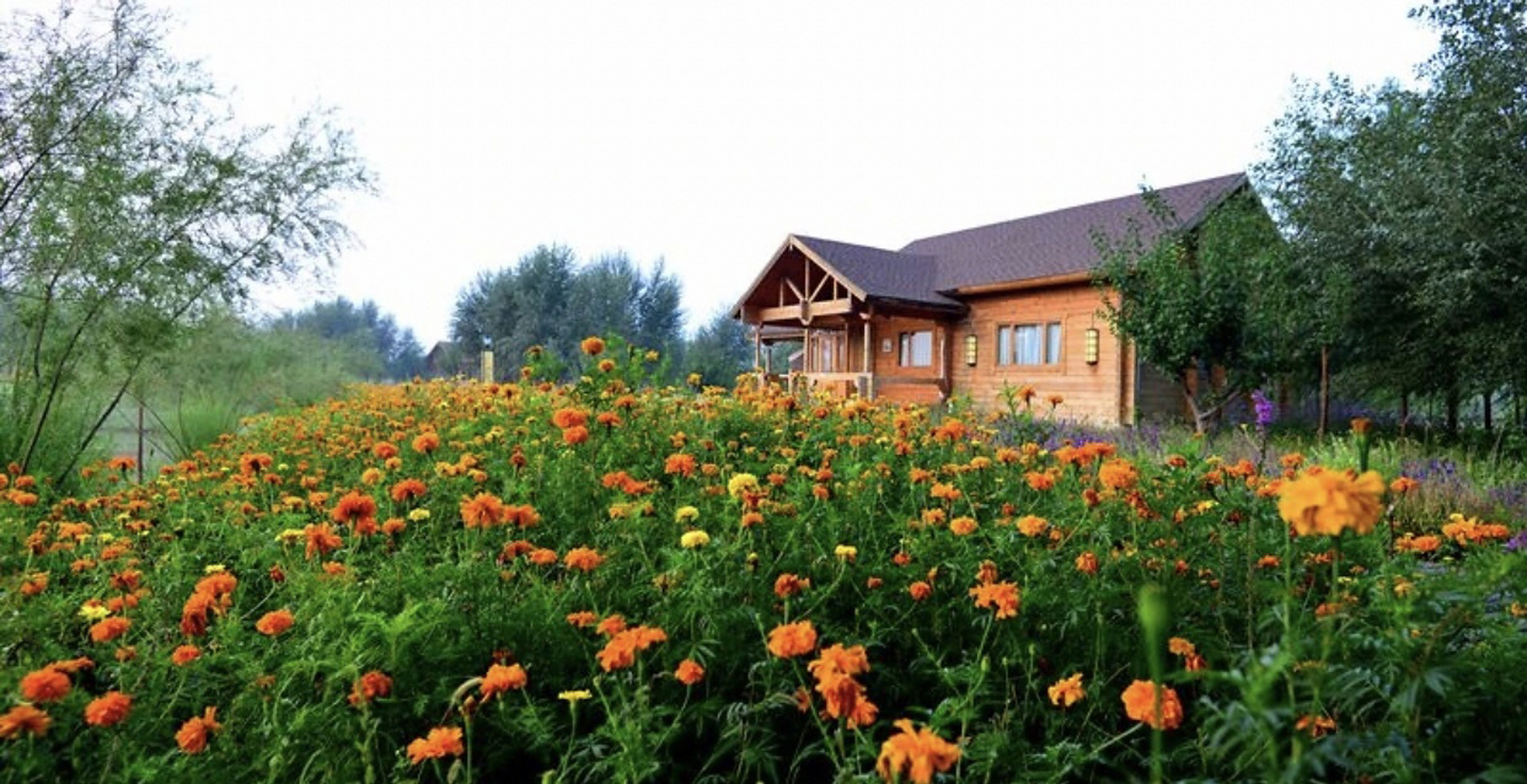 中卫-金沙岛旅游景区 金沙岛沙中有绿,绿中有水,湖中有岛,岛中有湖,水