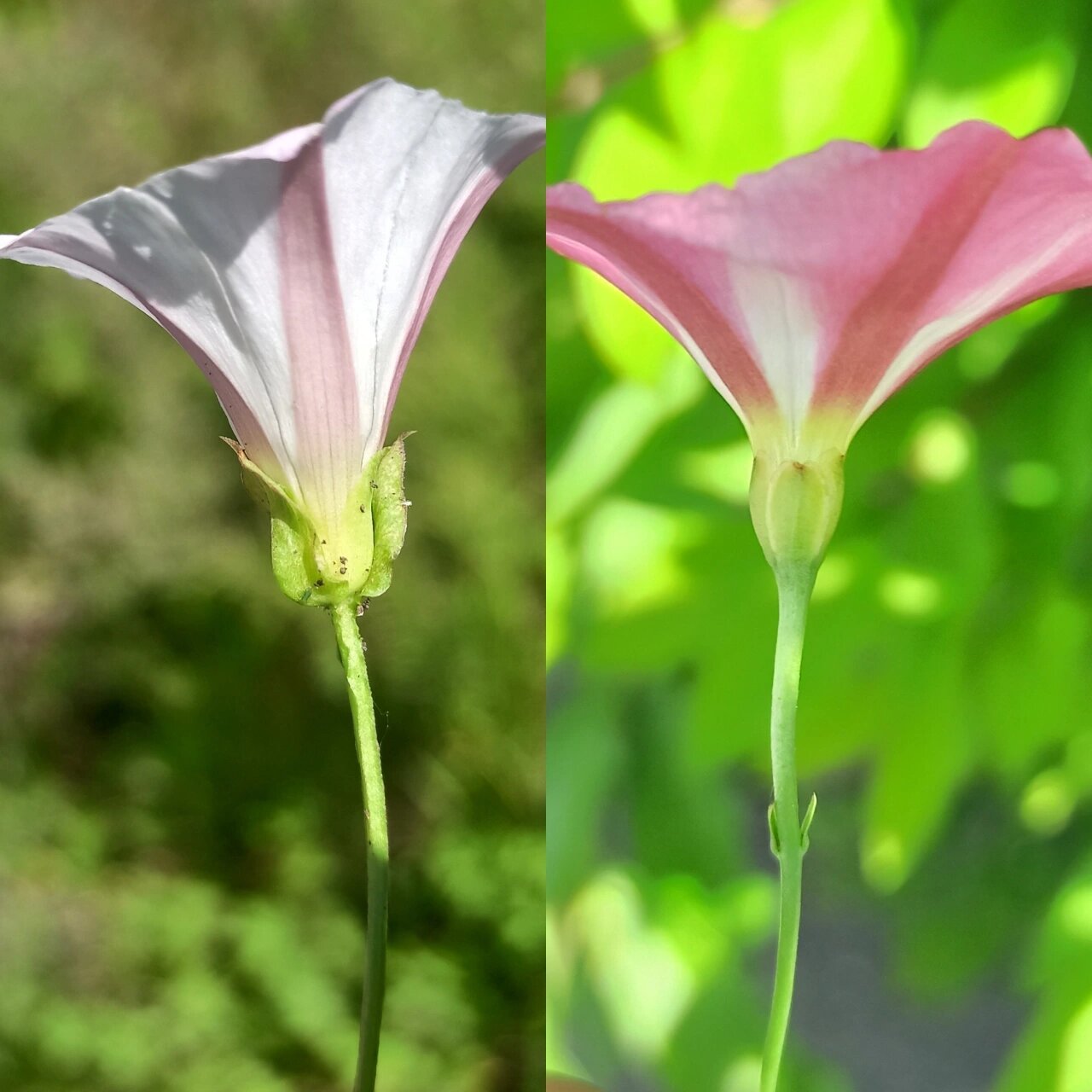 别名:小旋花丶中国旋花,野牵牛等 花语:恩赐 田旋花长得象小粉牵牛花