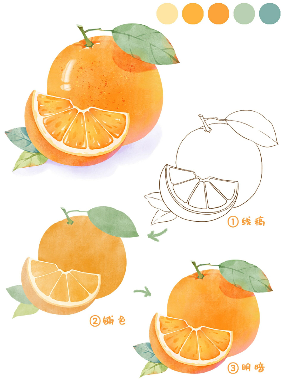水彩橙子画法92‖小物件插画教程 今天来画橙子92 工具:procreate