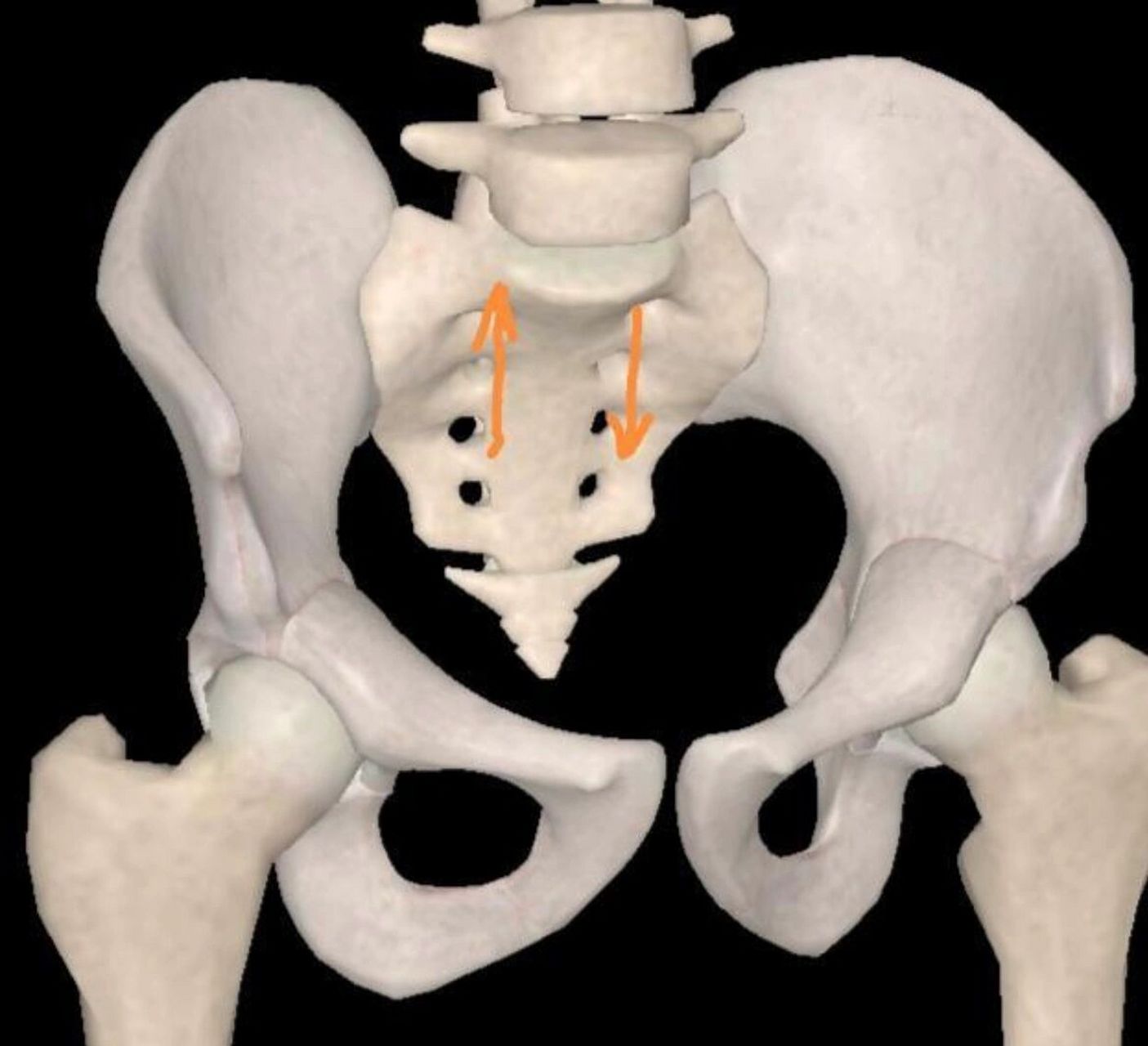 骨盆解剖——骶骨 骶骨和尾骨通过连接腰椎与上肢相连.
