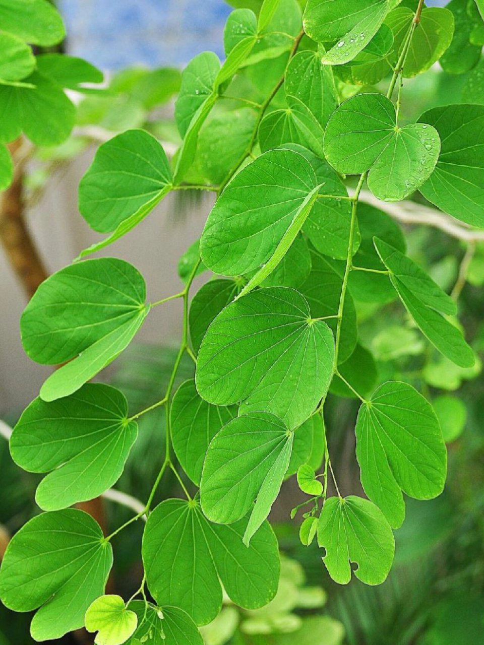 no39:红花羊蹄甲(紫荆花) 96作为中国香港的市花,红花羊蹄甲的花朵