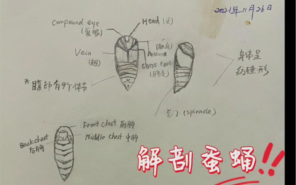 蚕蛹解剖图片