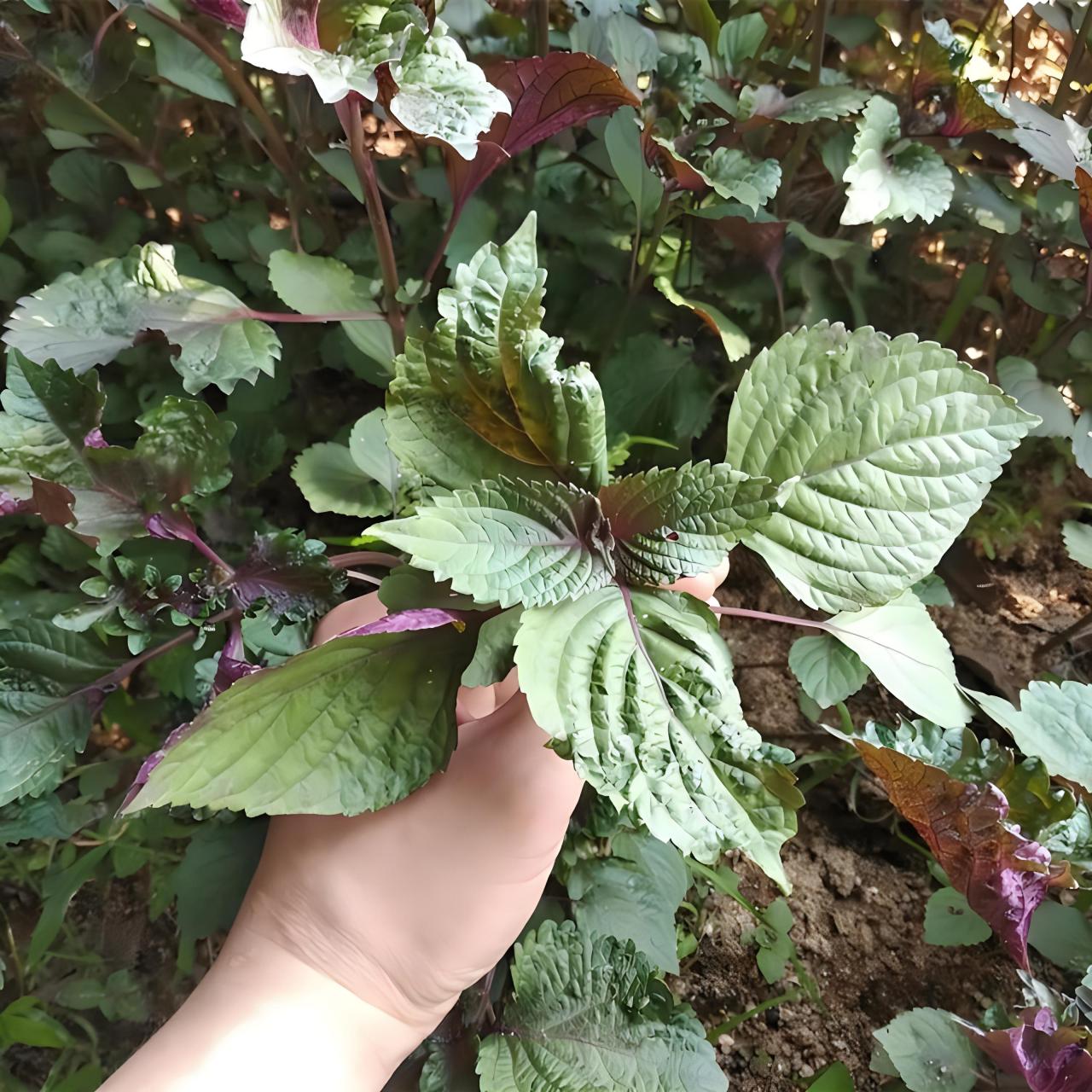苏子图片 苏子是一种植物,也被称为紫苏,它有着紫色的叶子和芳香的