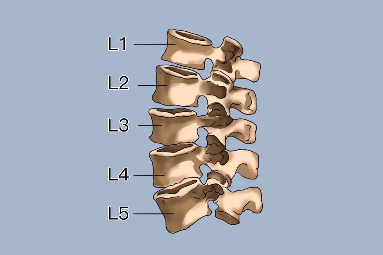 腰椎1椎2椎3椎4椎5椎图片