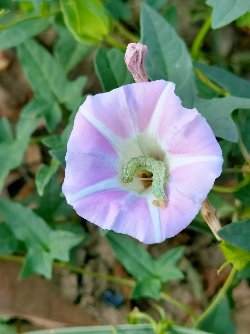 花青虫图片