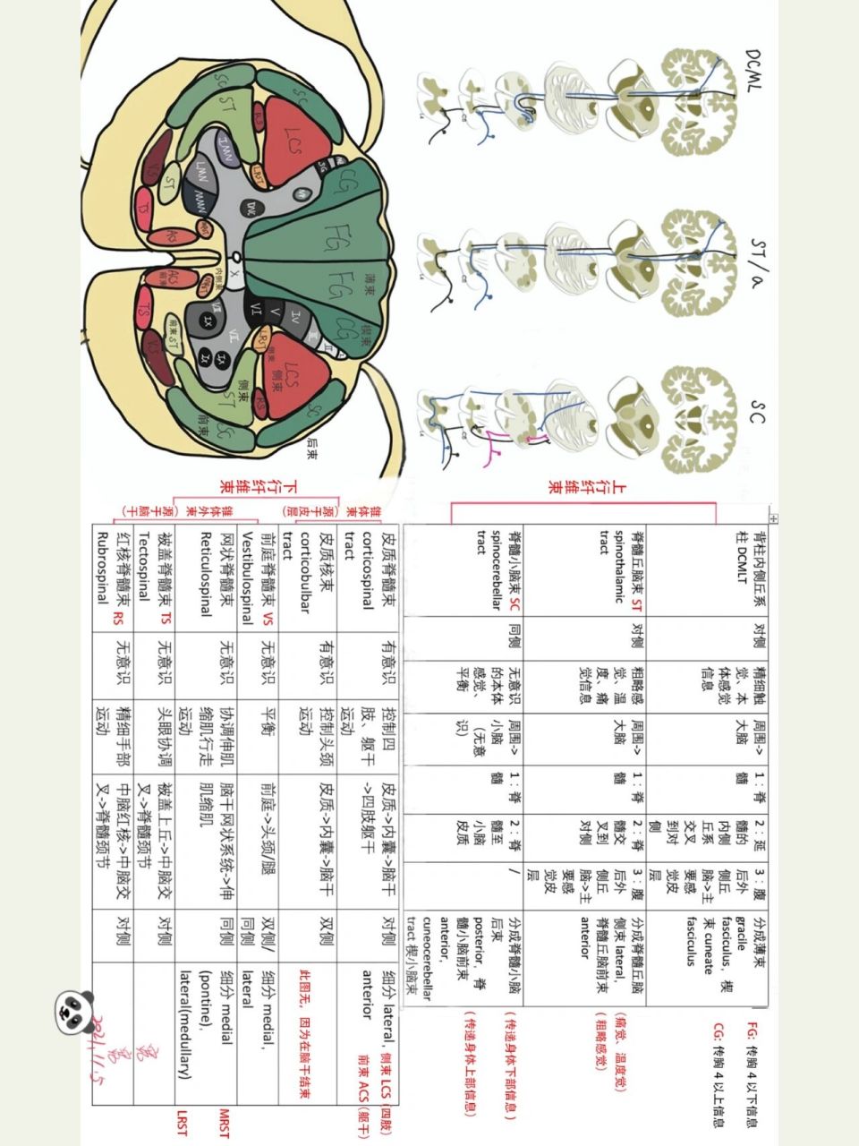 上行纤维束图片