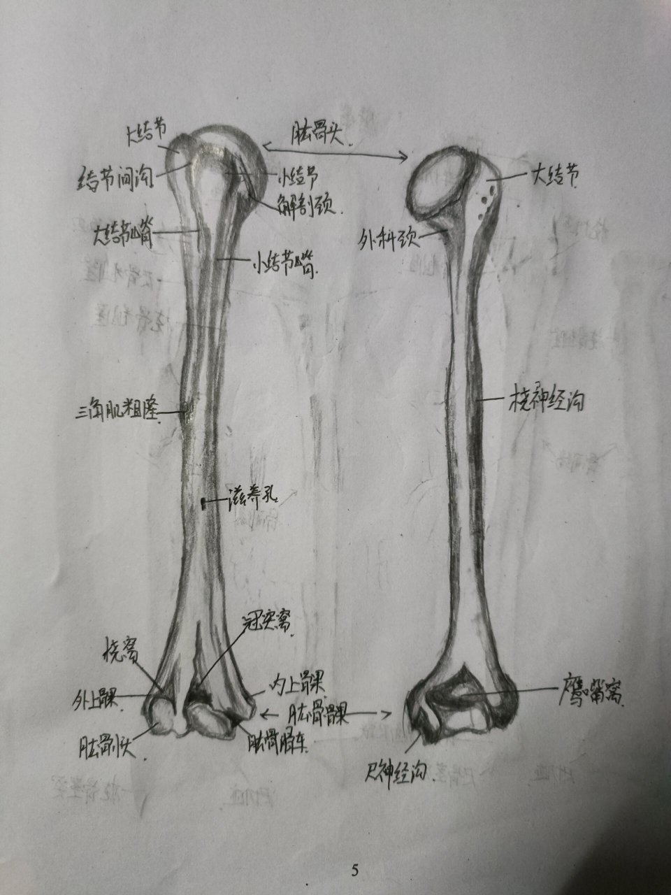 肱骨的前面观绘画图片