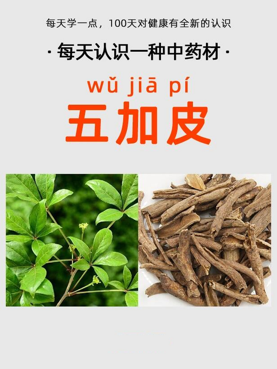 五瓜皮草药图图片