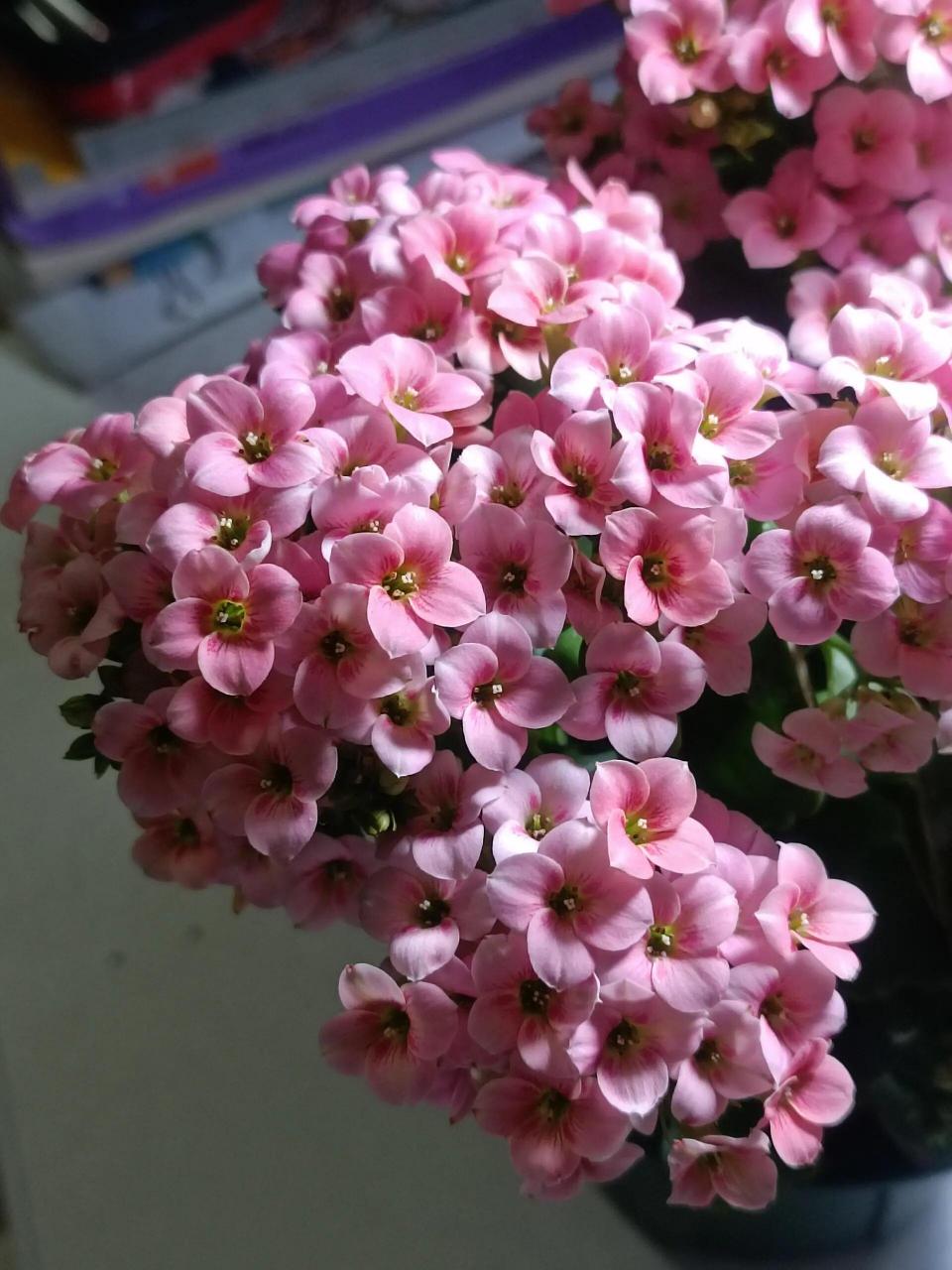 长寿花——诗雨&美丽心情(单瓣) 最后有一盆七色光.