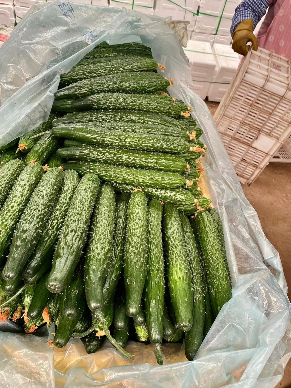 黄瓜想要高品质看过来 全部大棚现摘现发《产自山东寿光蔬菜之乡》