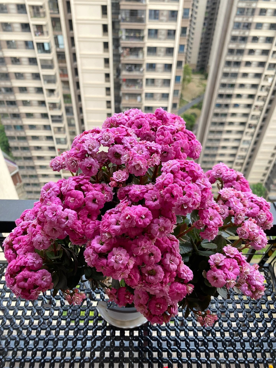 长寿花品种介绍与欣赏:粉紫色的弗里达