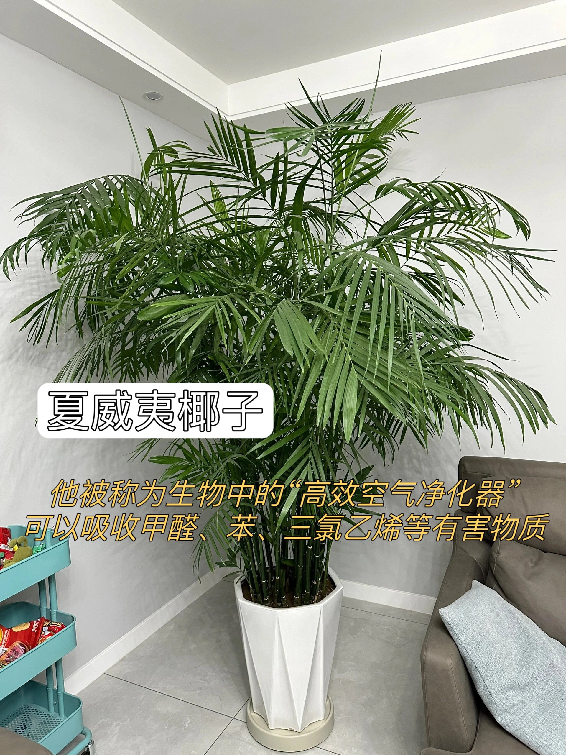 吸甲醛最厉害把八种植物!
