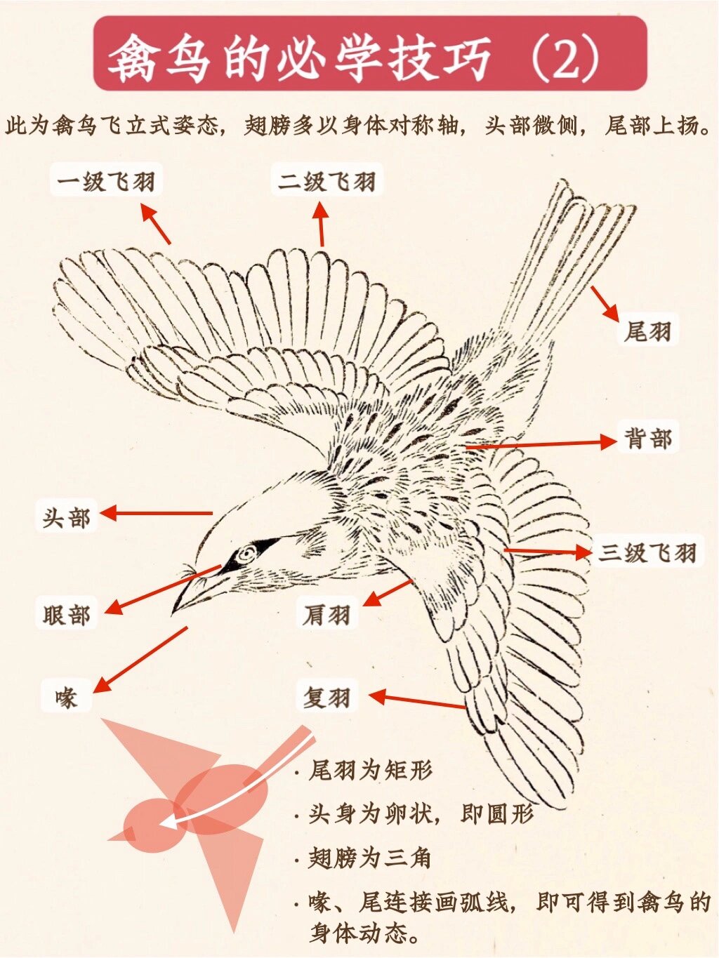 麻雀骨骼结构图图片