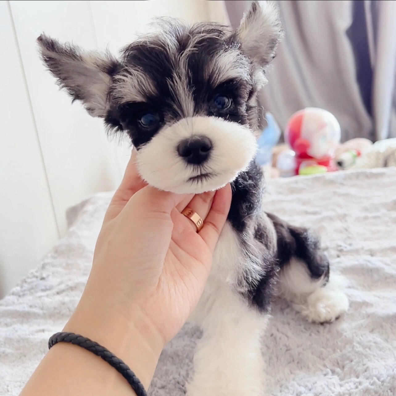 稀有黑白花雪纳瑞.