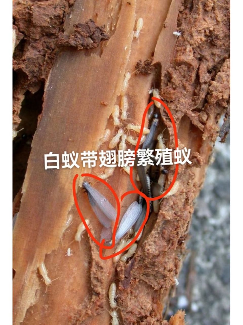 白蚁婚飞正当时,慎防飞蚁入户筑巢 骑单车闲逛的时候,感觉眼镜下面有