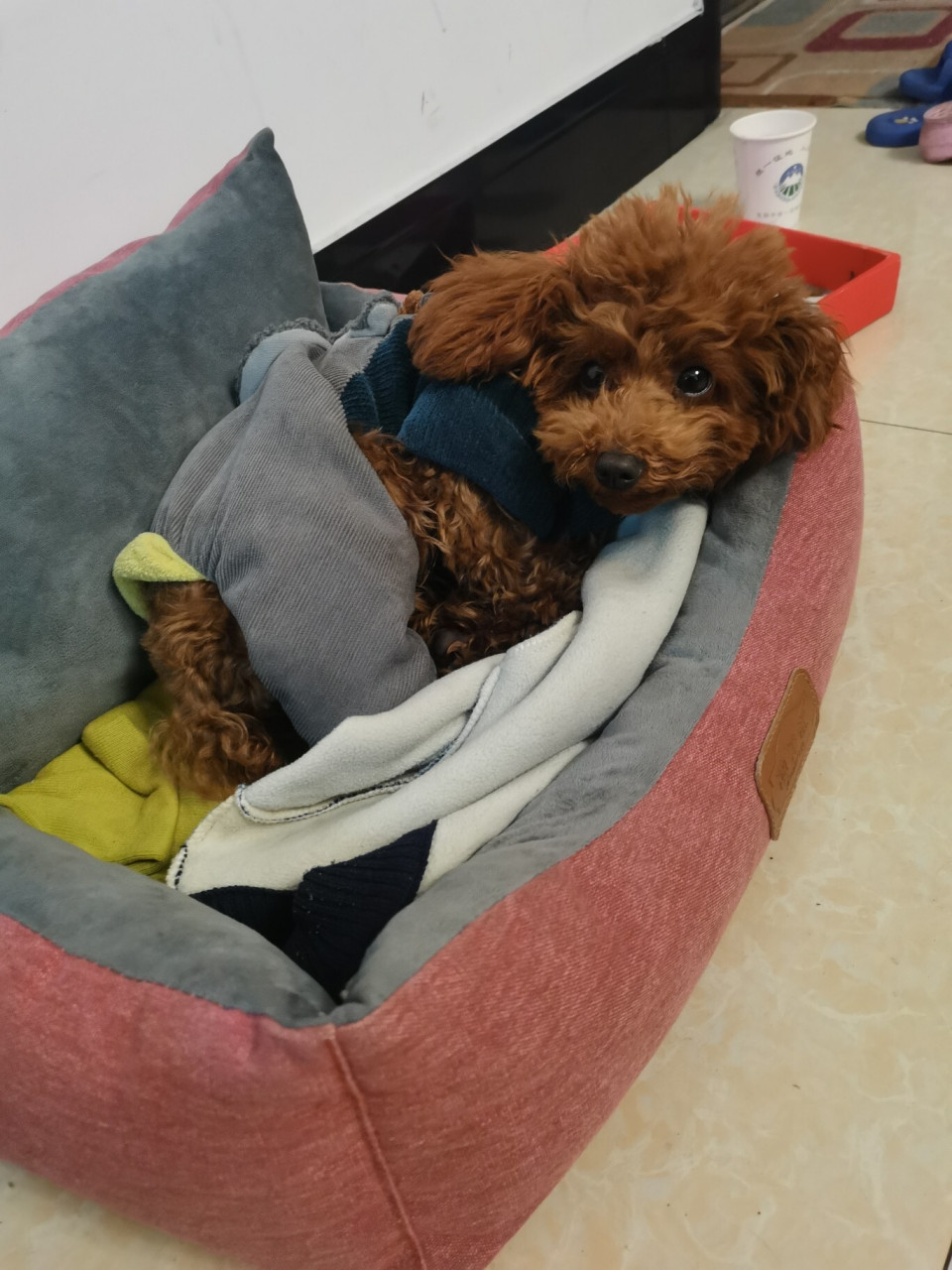 花了300元买的小体宝藏泰迪贵宾 说出来大家可能不信,我花了300买的